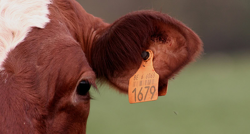 tracabilite-des-viandes traçabilité des viandes