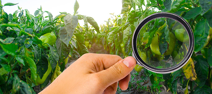 La traçabilité des fruits et légumes garante de la transparence 