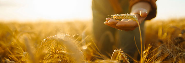 Illustration Douane T5