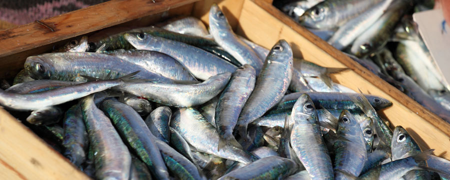 Caisse de poisson achetée par un mareyeur sur la criée Caisse de poisson achetée par un mareyeur sur la criée